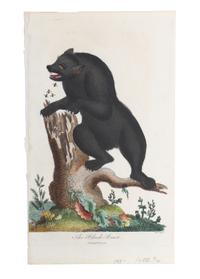 Eight Hand Colored Animal Engravings Height 10 1/2 x width 13 1/4 inches (largest) — LATE 19TH/EARLY 20TH CENTURY
