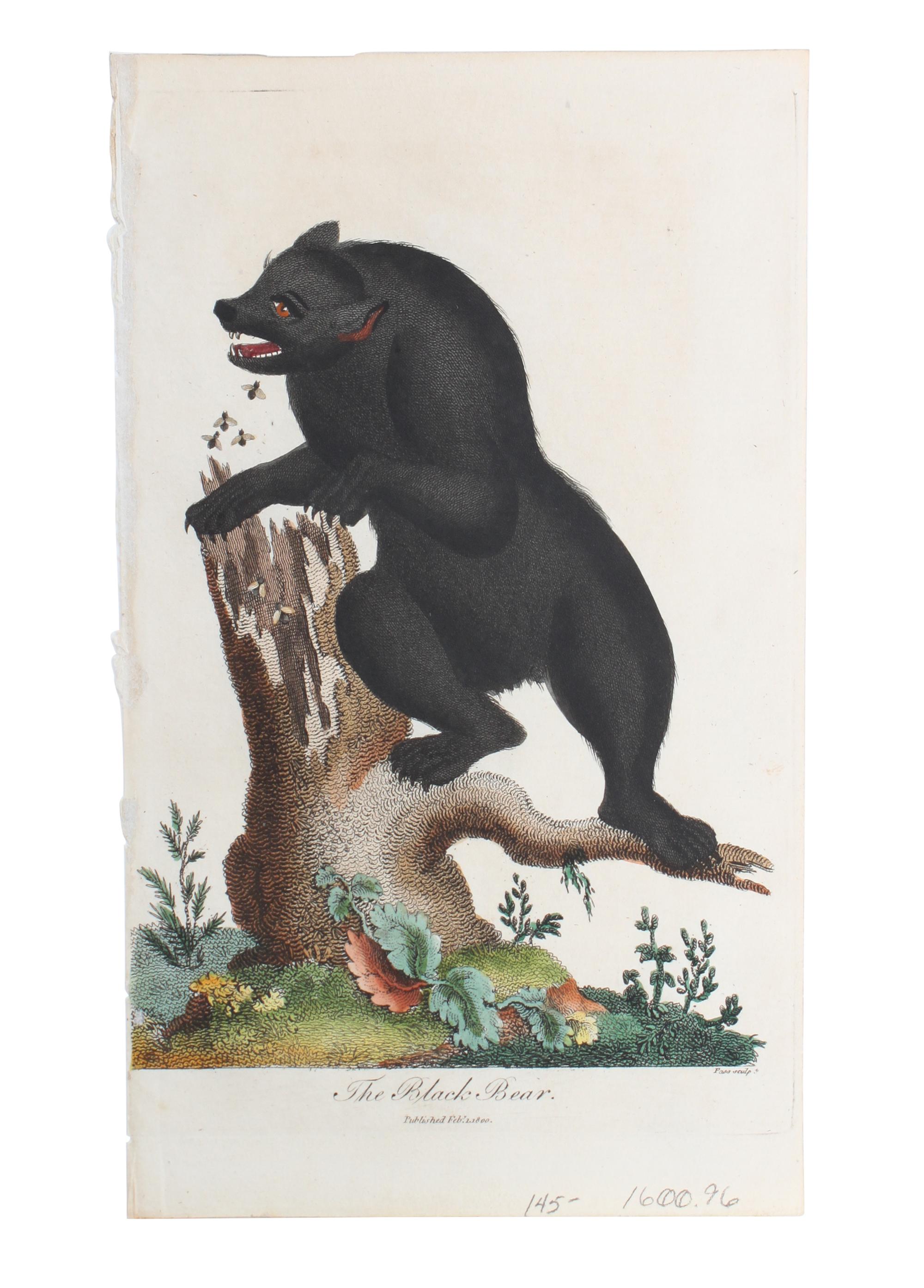 Eight Hand Colored Animal Engravings Height 10 1/2 x width 13 1/4 inches (largest) — LATE 19TH/EARLY 20TH CENTURY