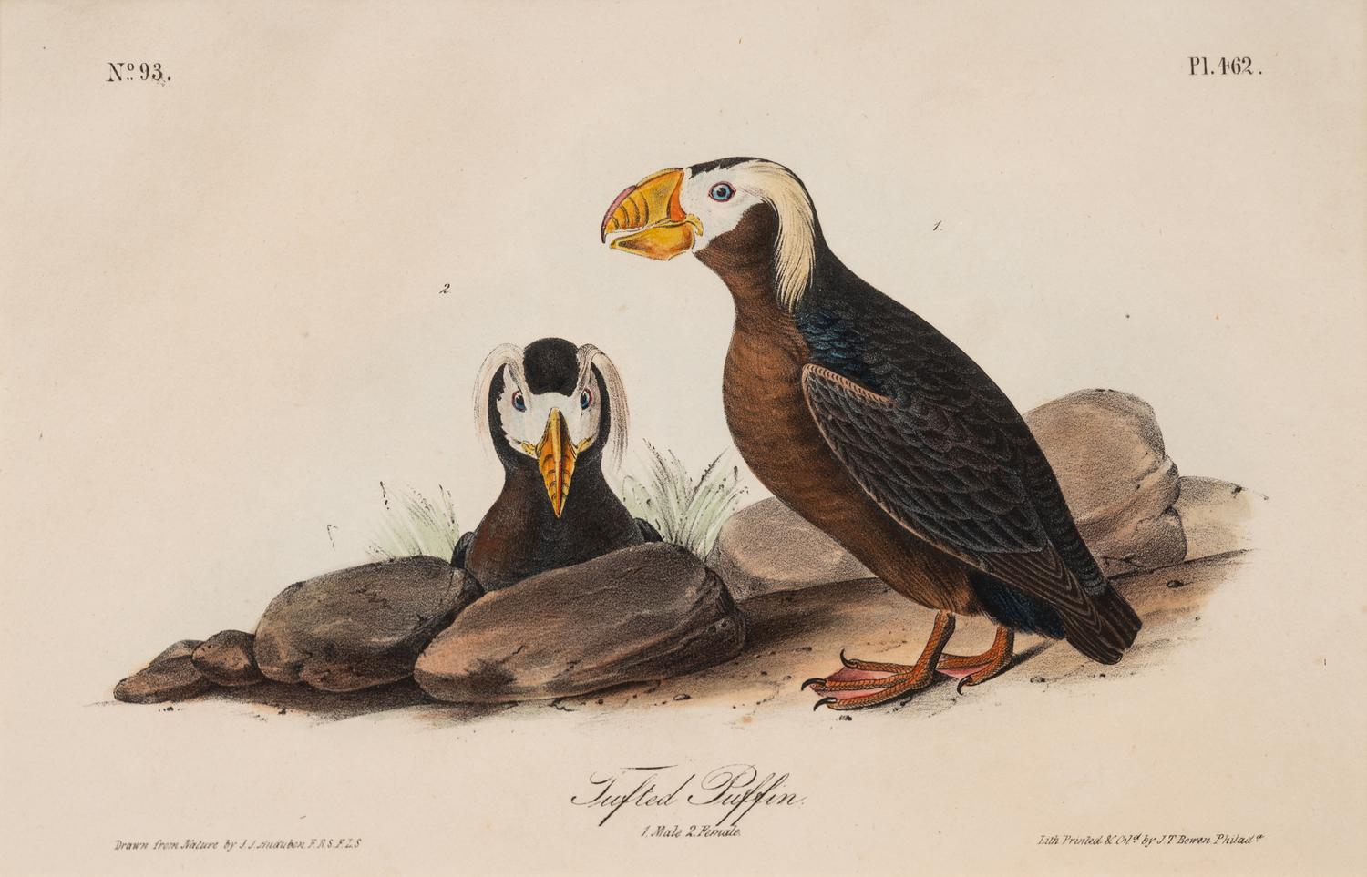 A Group of Four Prints of Aquatic Birds, after John James Audubon (1785-1851)