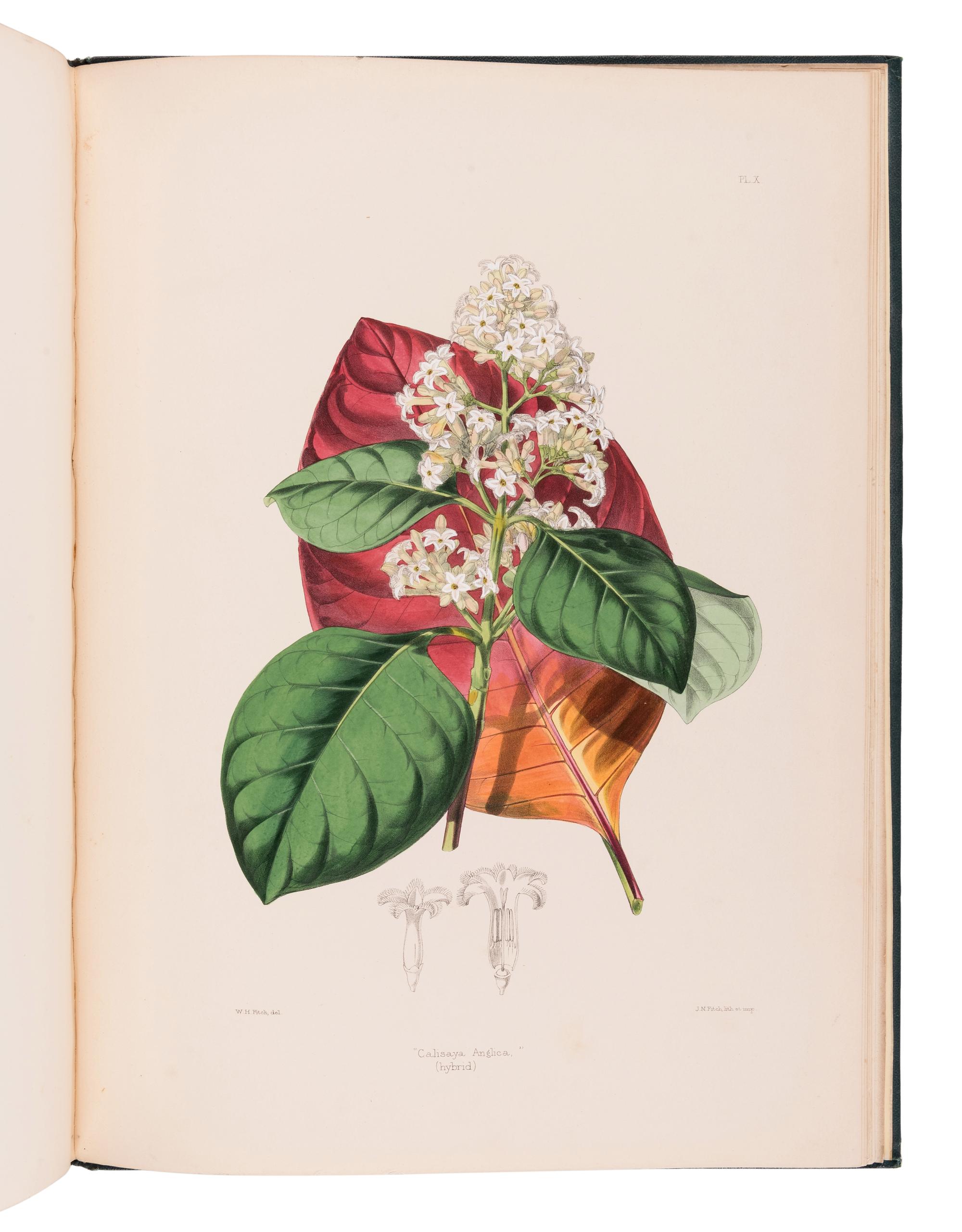 HOWARD, John Eliot (1807-1883). The Quinology of the East Indian Plantations . London: L. Reeve & Co.,, 1869-1876.
