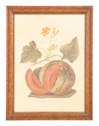 Two George Brookshaw Pomona Britanica Plates