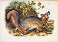 AUDUBON, JOHN JAMES, AND JOHN BACHMAN. The Viviparous Quadrupeds of North America. New York, 1845-1848. 3 vols. First edition.