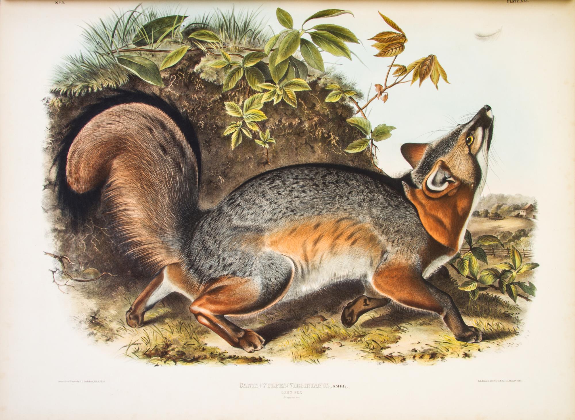 AUDUBON, JOHN JAMES, AND JOHN BACHMAN. The Viviparous Quadrupeds of North America. New York, 1845-1848. 3 vols. First edition.