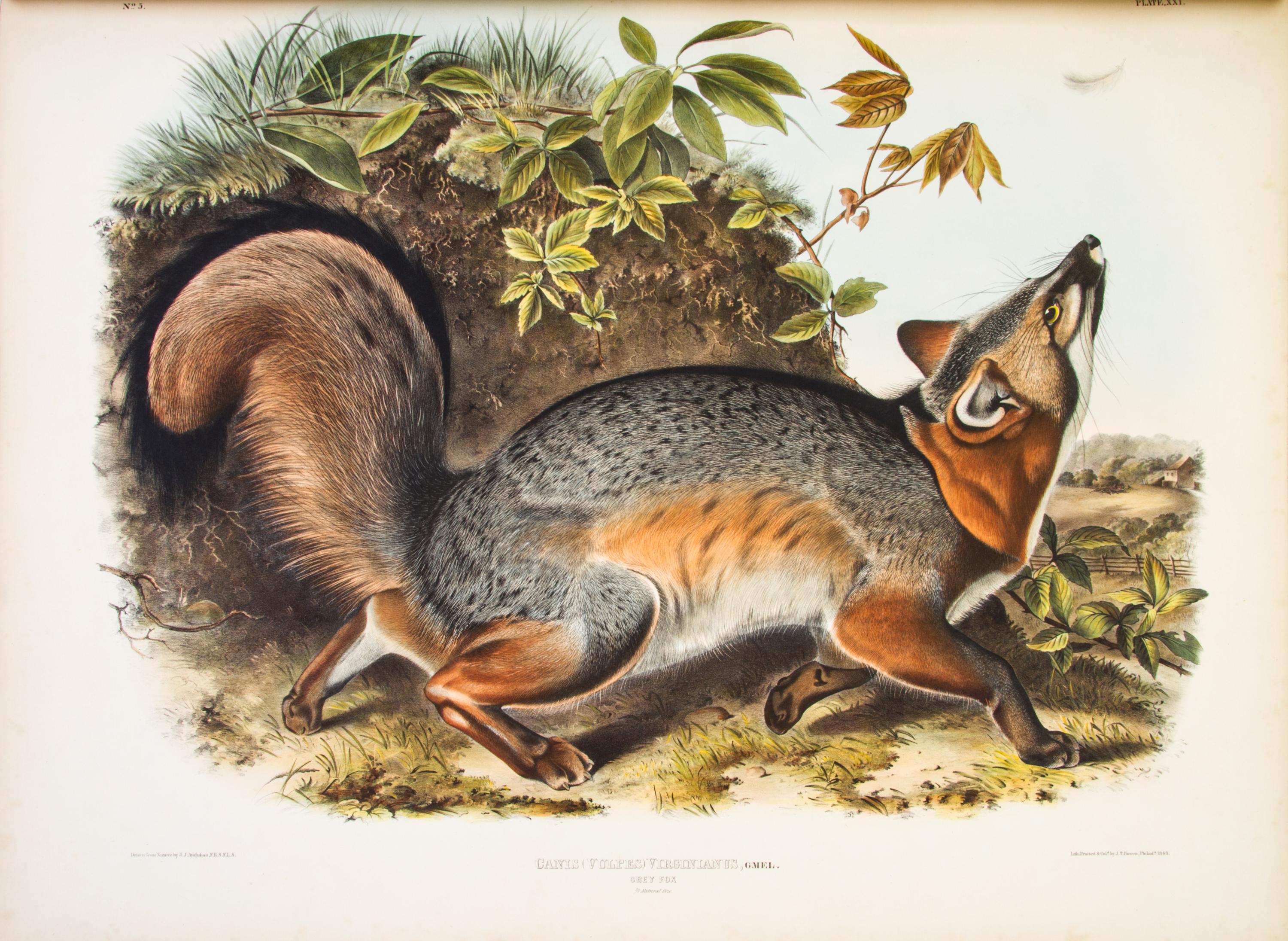 AUDUBON, JOHN JAMES, AND JOHN BACHMAN. The Viviparous Quadrupeds of North America. New York, 1845-1848. 3 vols. First edition.