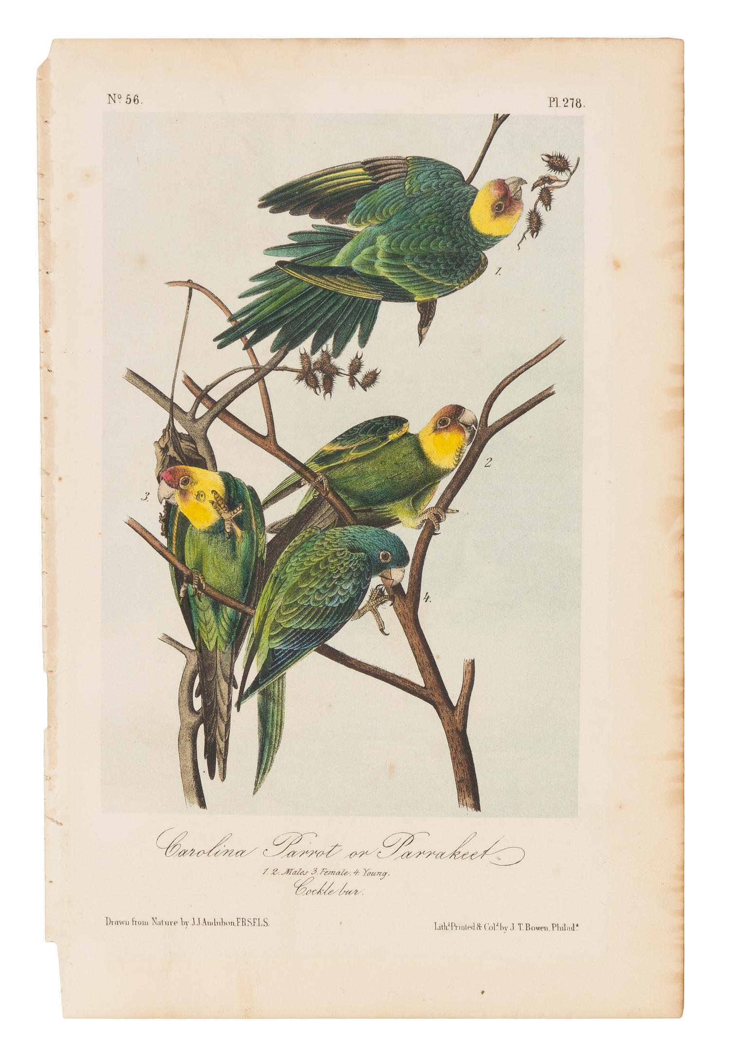 AUDUBON, John James (1785-1851)