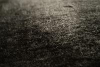 Georgia Untitled (Dodd's Farm), from the series Georgia