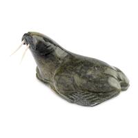Walrus