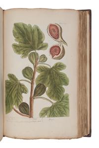 BLACKWELL, Elizabeth (d.1758). A Curious Herbal, containing Five Hundred Cuts of the most useful Plant which are now used in the Practice of Physick. Engraved on folio Copper Plates, after Drawings, taken from the Life… To which is added a short Description of ye Plants and their common Uses in Physick . London: John Nourse, 1739.