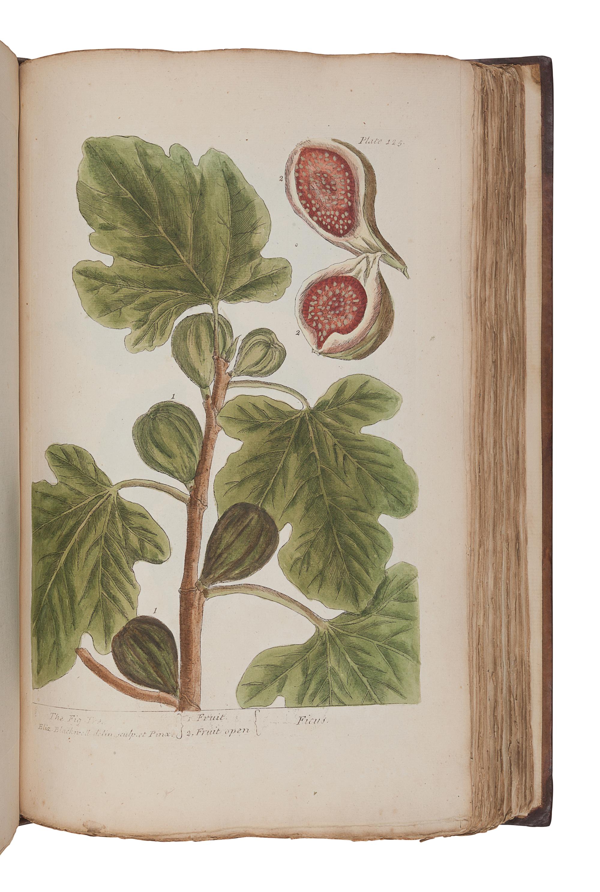 BLACKWELL, Elizabeth (d.1758). A Curious Herbal, containing Five Hundred Cuts of the most useful Plant which are now used in the Practice of Physick. Engraved on folio Copper Plates, after Drawings, taken from the Life… To which is added a short Description of ye Plants and their common Uses in Physick . London: John Nourse, 1739.