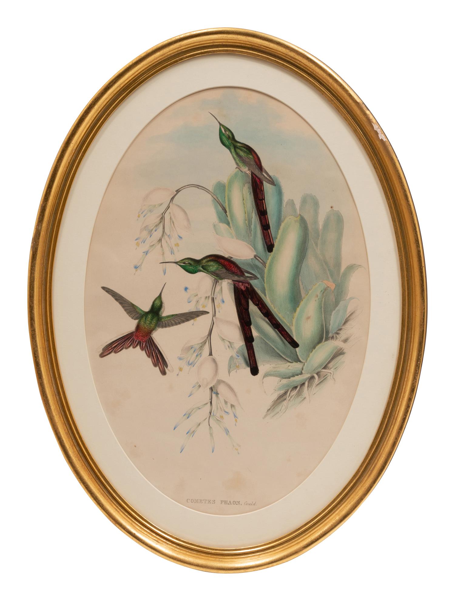 Two Ornithological Prints from 'John Gould's Birds of Great Britain'