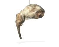 Untitled (Elephant) , 1987