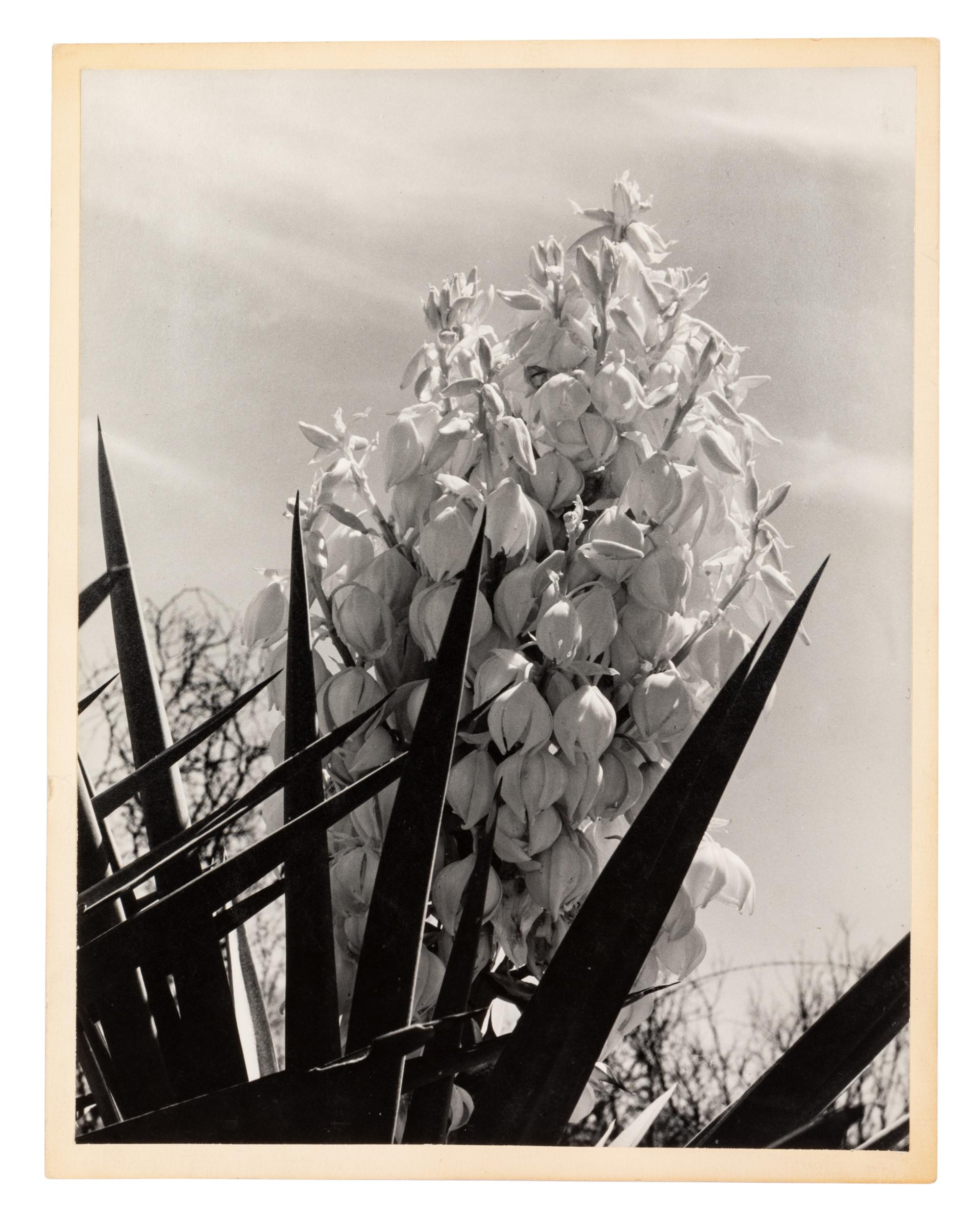Laura Gilpin (1891-1979) Santa Elena Canyon, Big Bend National Park, Texas, 1946; and Untitled (Flowering Adams Needle Yucca,) nd