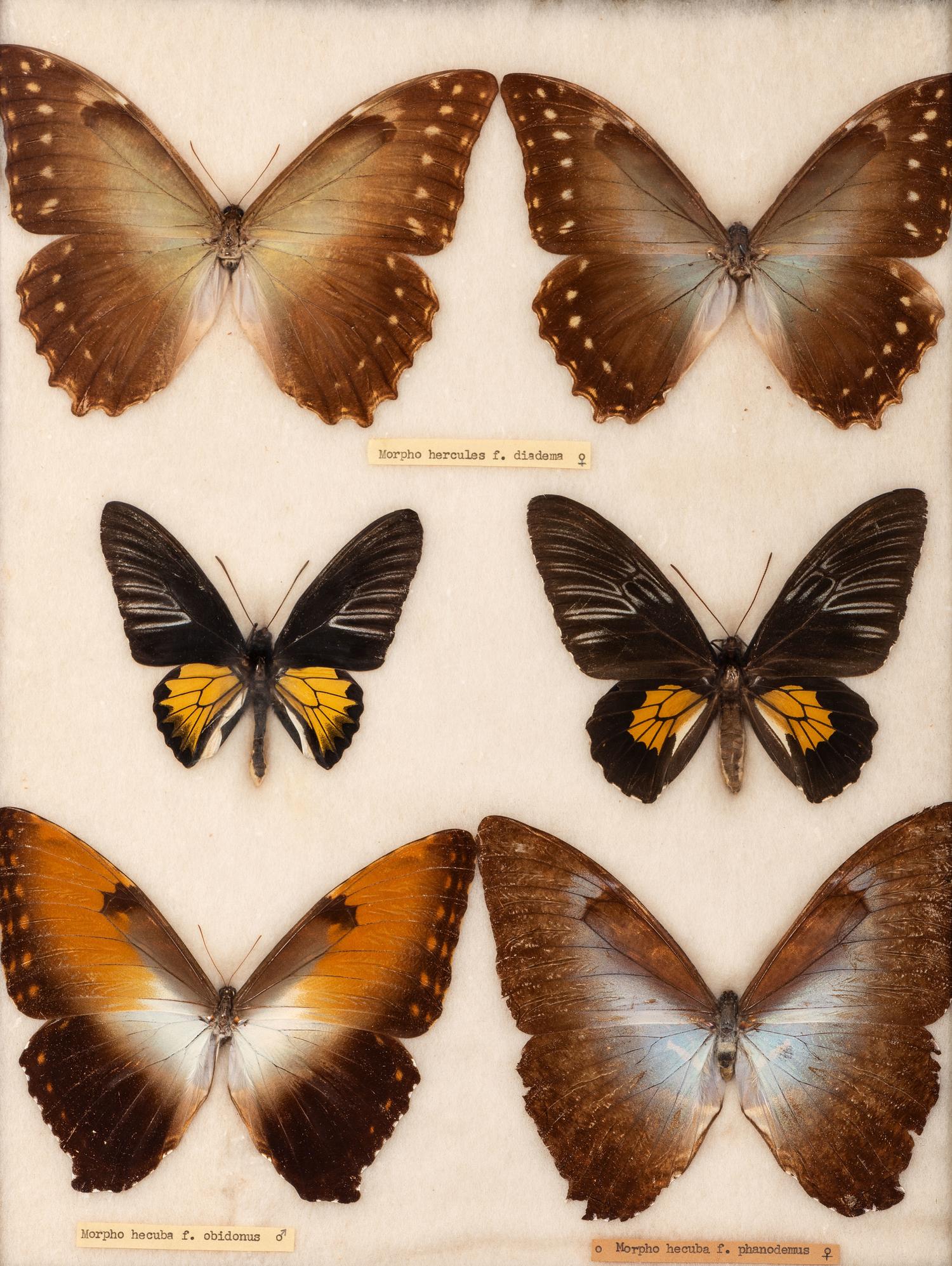 Four Framed Groups of Lepidopterological Specimens