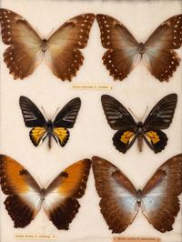 Four Framed Groups of Lepidopterological Specimens