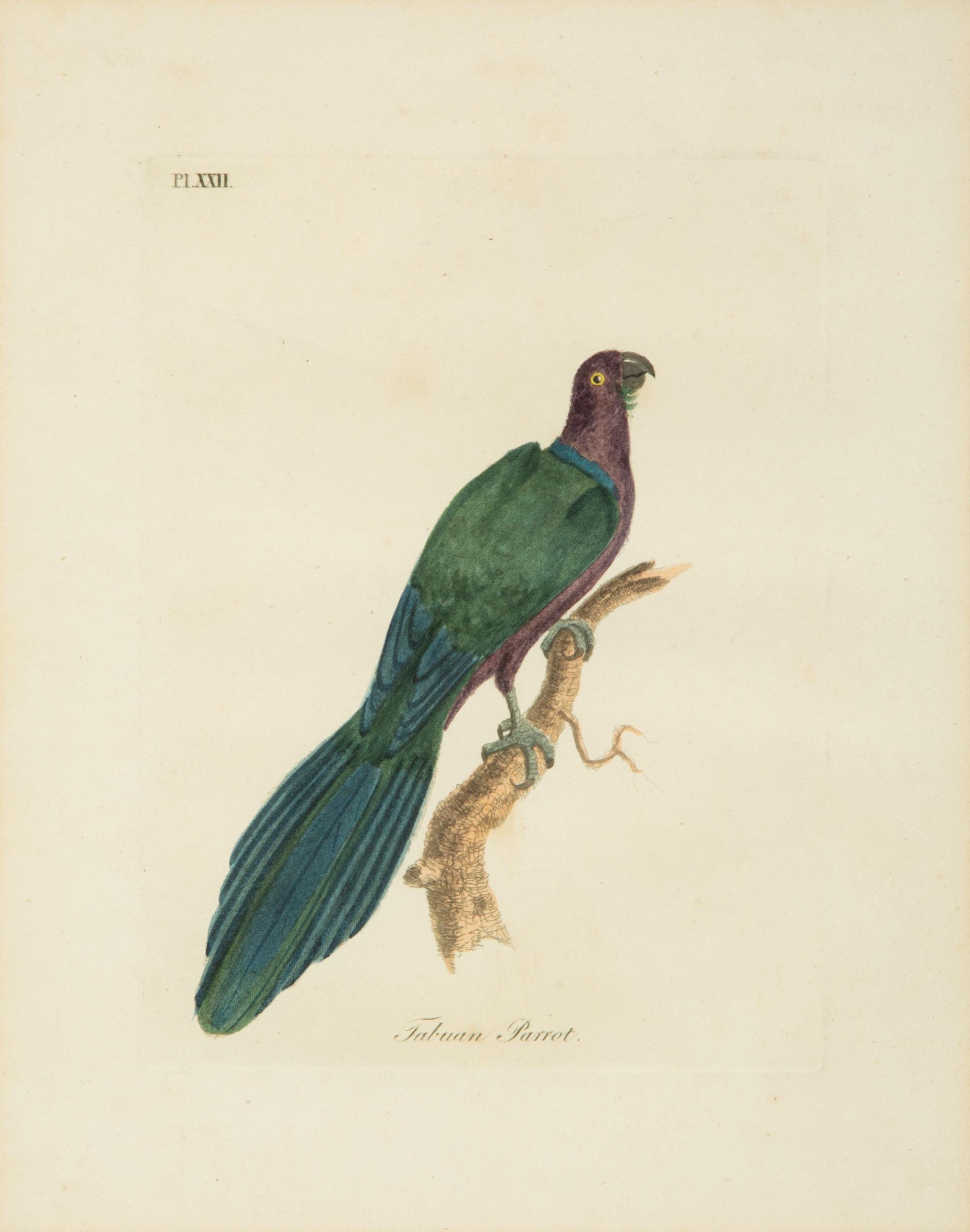 A Collection Ten Ornithological Gilt Framed Hand Colored Lithographs from Shaw's General Zoology — 19TH/20TH CENTURY