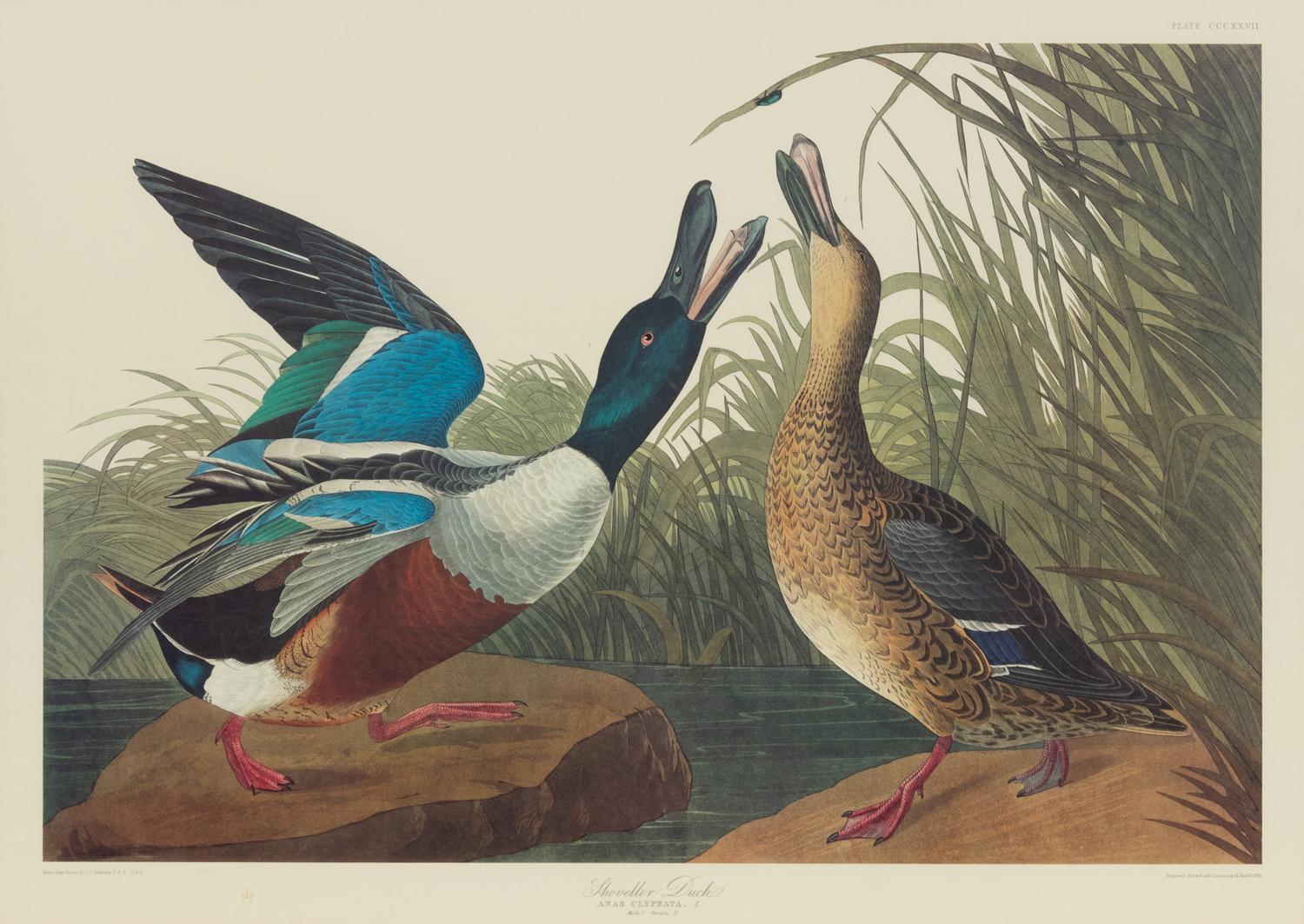 After John James Audubon (American, 1785-1851)