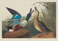 After John James Audubon (American, 1785-1851)