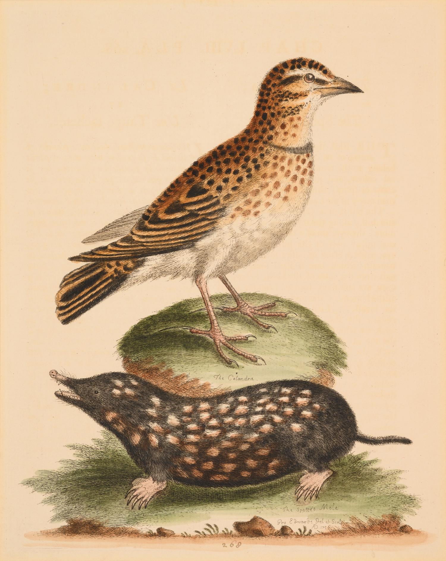 Seven English Hand-Colored Engravings After George Edwards (English, 1694-1773)