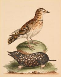 Seven English Hand-Colored Engravings After George Edwards (English, 1694-1773)