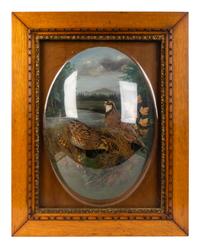 A Victorian Taxidermy Aviary in Bubble Glass Oak Frame — 19TH CENTURY