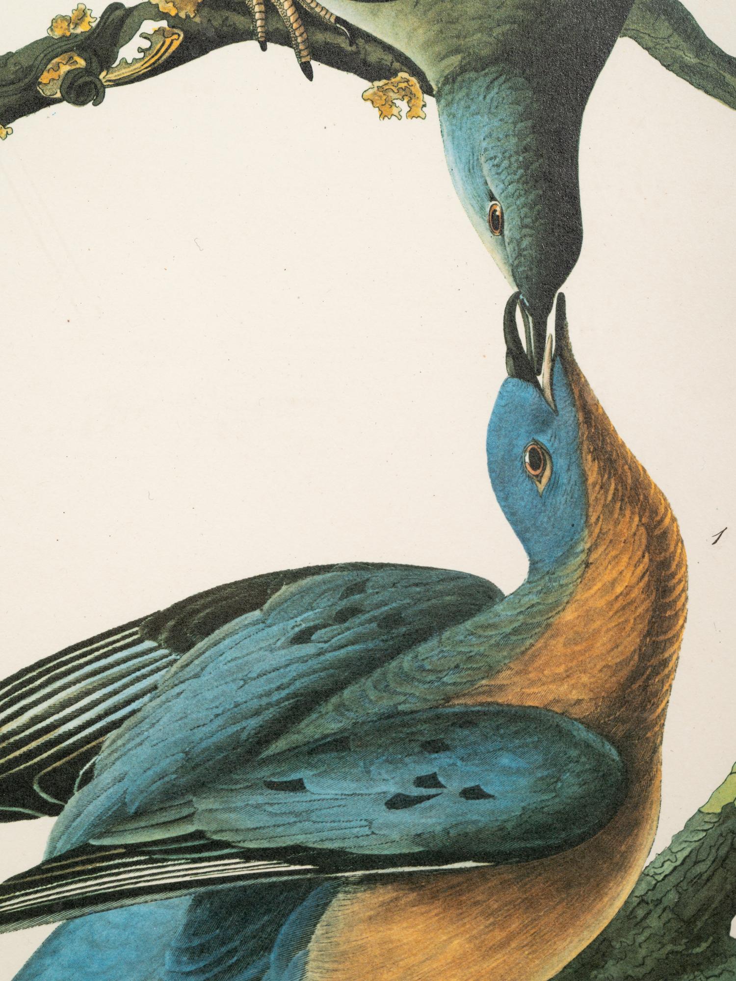 AUDUBON, John James (1785-1851).