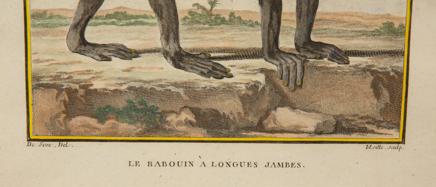 Four Framed Copper Plate Engravings from Le Comte de Buffon, Quadrupeds from Histoire Naturelle