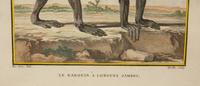 Four Framed Copper Plate Engravings from Le Comte de Buffon, Quadrupeds from Histoire Naturelle