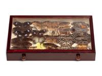 An Eight-Drawer Mahogany Lepidopterological Specimen Cabinet