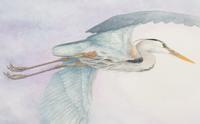 Carpe Diem - Great Blue Heron , 1994