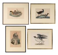 [ORNITHOLOGY]. A group of 4 engravings, comprising: