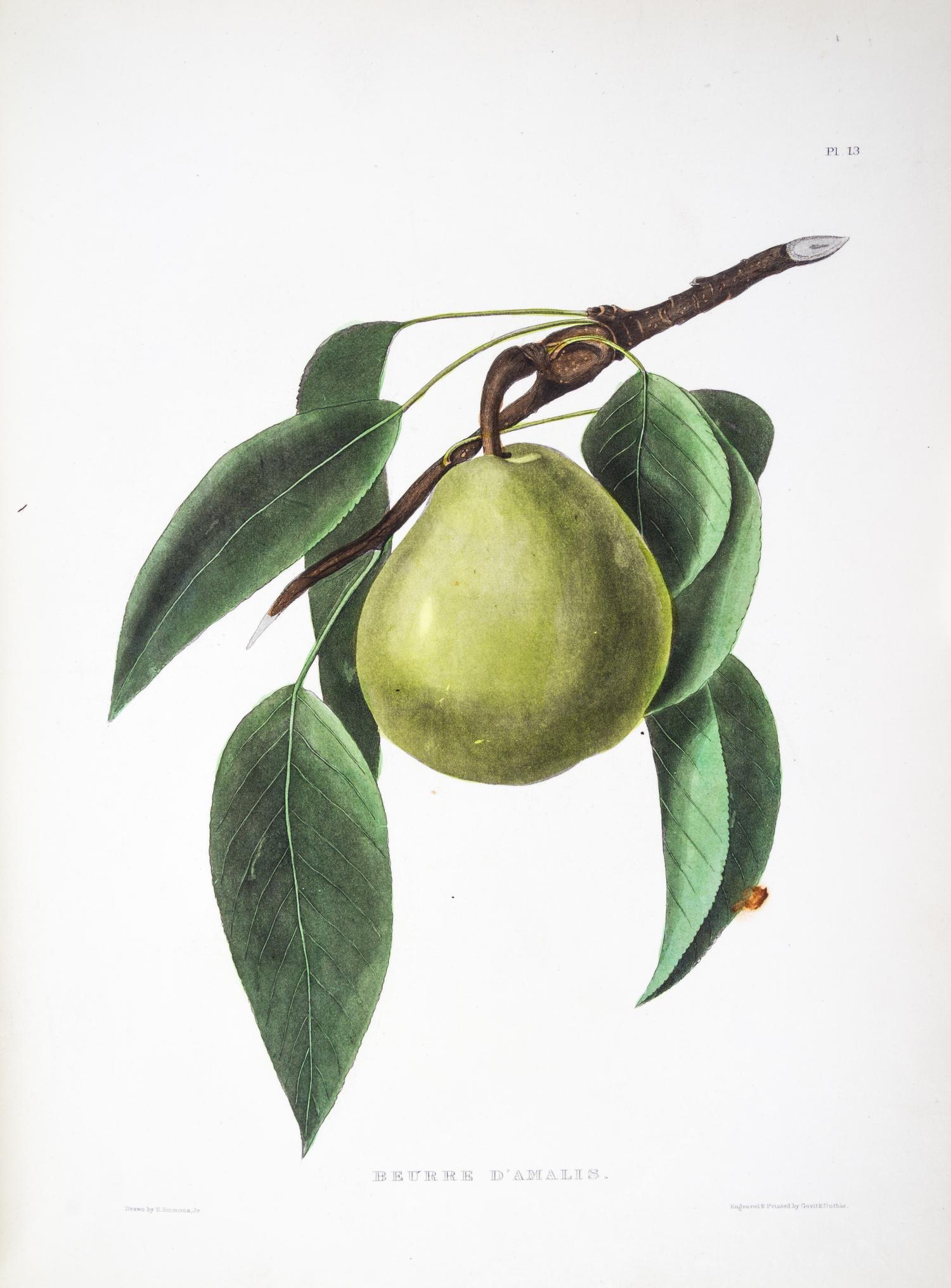 (BOTANY) EMMONS, EBENEZER. Agriculture of New York. Albany, 1851. Vol. 3 (of 5) only. Color plates throughout.