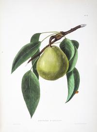 (BOTANY) EMMONS, EBENEZER. Agriculture of New York. Albany, 1851. Vol. 3 (of 5) only. Color plates throughout.