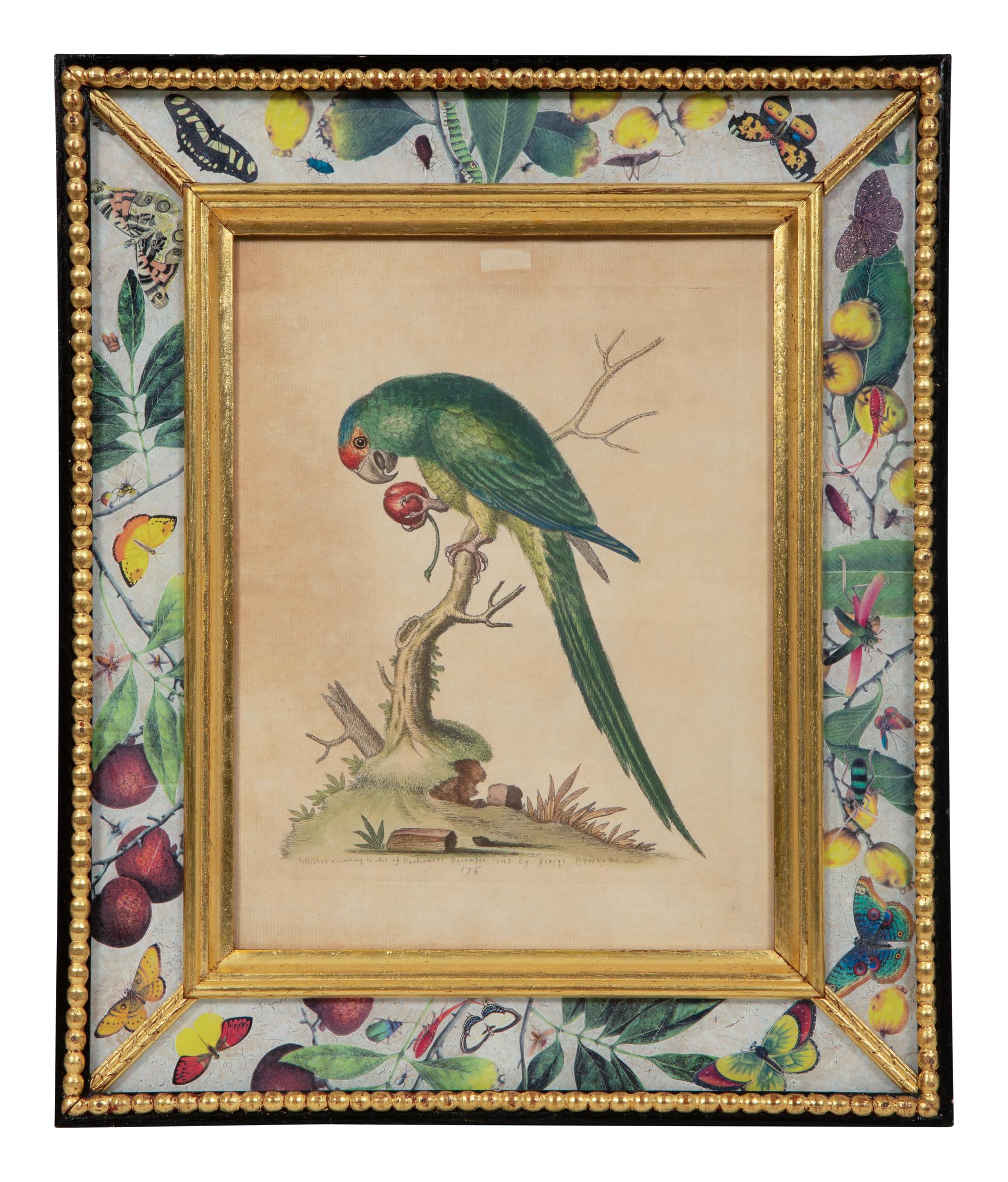 A Set of Twelve Hand-Colored Engravings of Parrots from A Natural History of Uncommon Birds by George Edwards (English, 1694-1773)