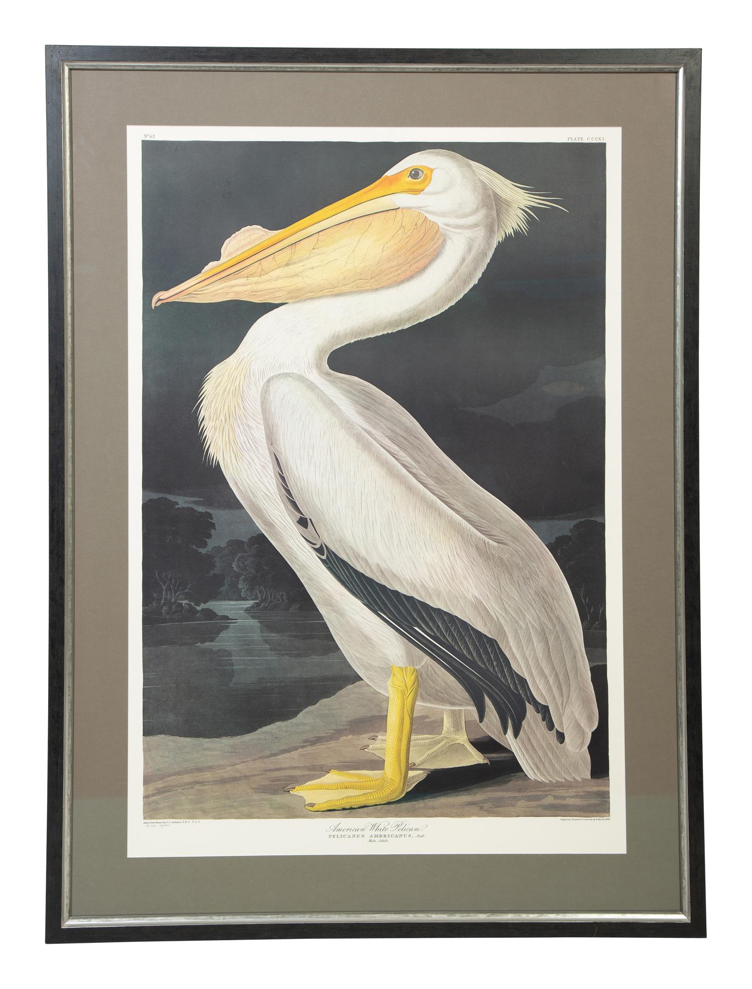 American White Pelican, Plate CCCXI , Later Printing