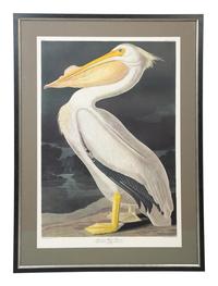 American White Pelican, Plate CCCXI , Later Printing
