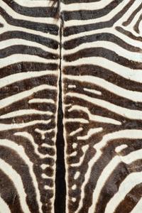 A Zebra Hide Rug