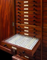 An English Mahogany and Marquetry Butterfly Collector's Cabinet with a Collection of Specimens