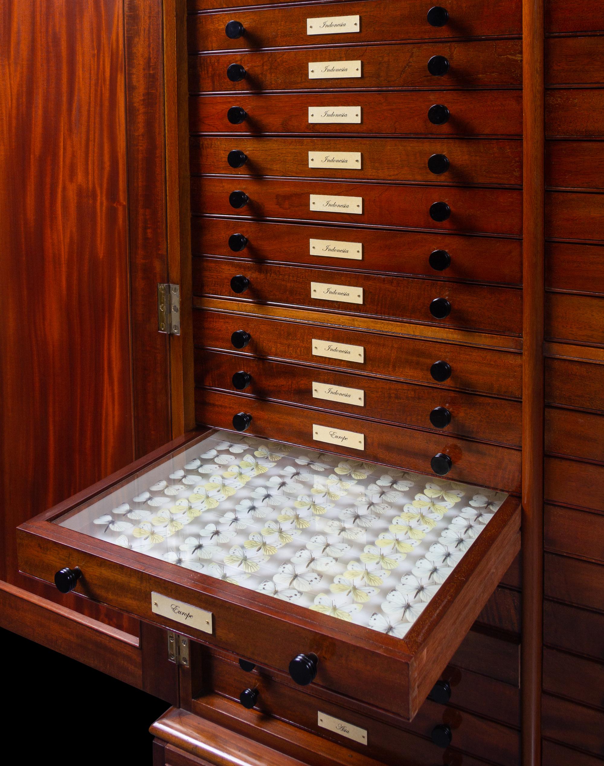 An English Mahogany and Marquetry Butterfly Collector's Cabinet with a Collection of Specimens