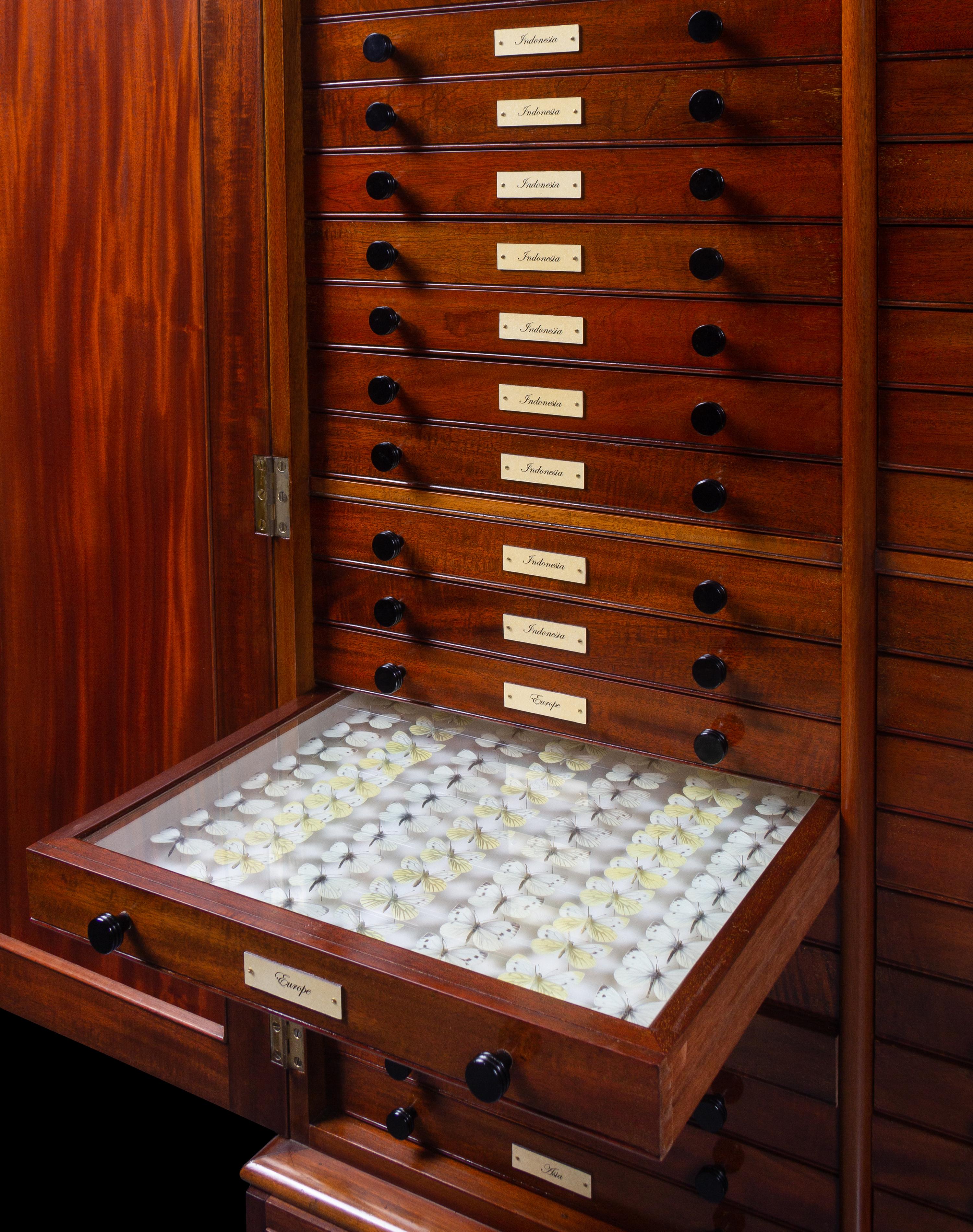 An English Mahogany and Marquetry Butterfly Collector's Cabinet with a Collection of Specimens