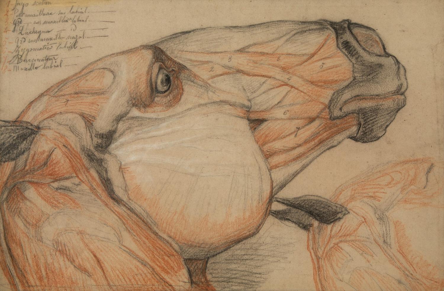 A Group of Five Pencil and Watercolor Sketches Depicting the Anatomy of Equine — 20TH CENTURY