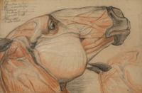 A Group of Five Pencil and Watercolor Sketches Depicting the Anatomy of Equine — 20TH CENTURY