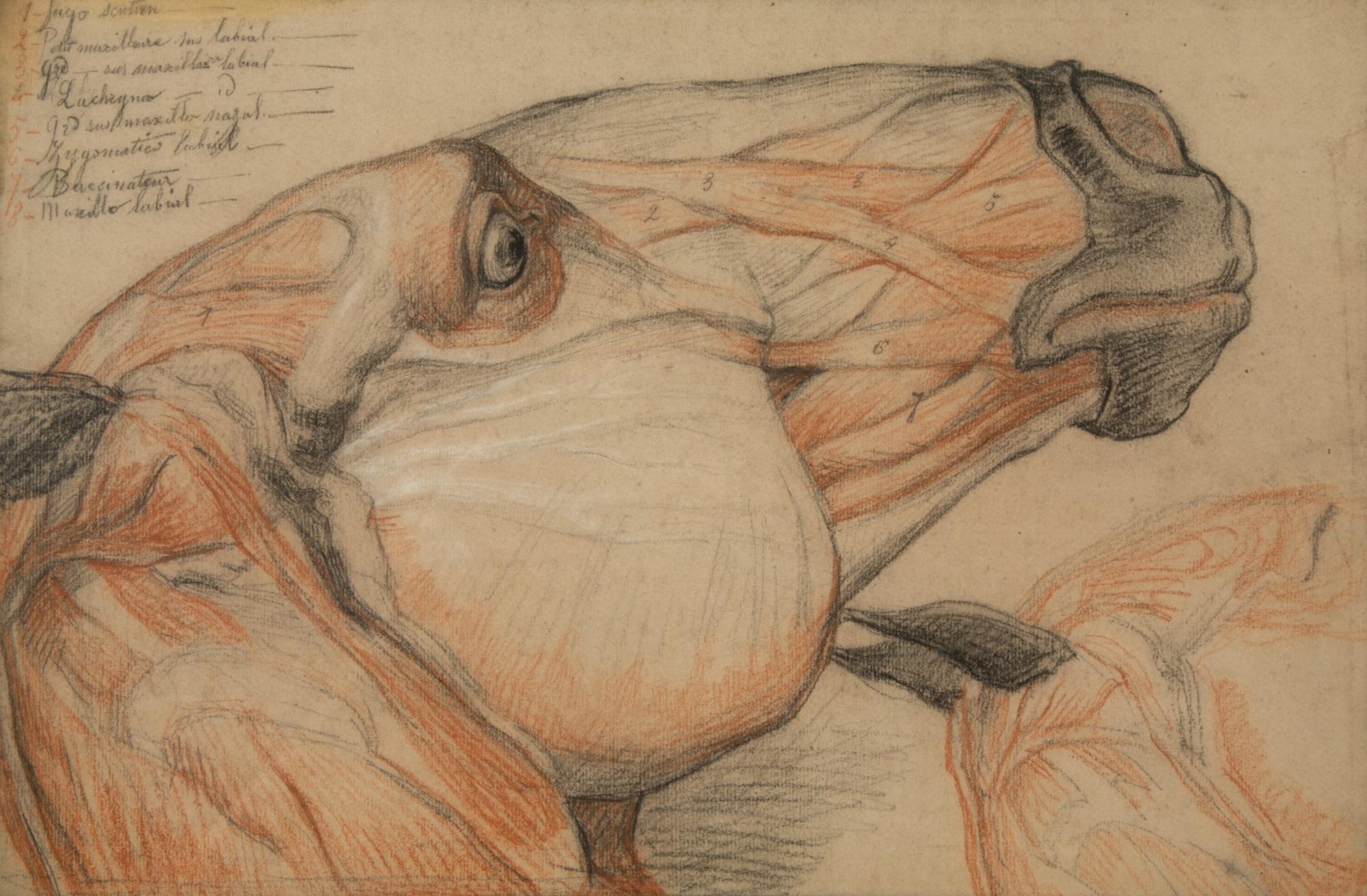 A Group of Five Pencil and Watercolor Sketches Depicting the Anatomy of Equine — 20TH CENTURY