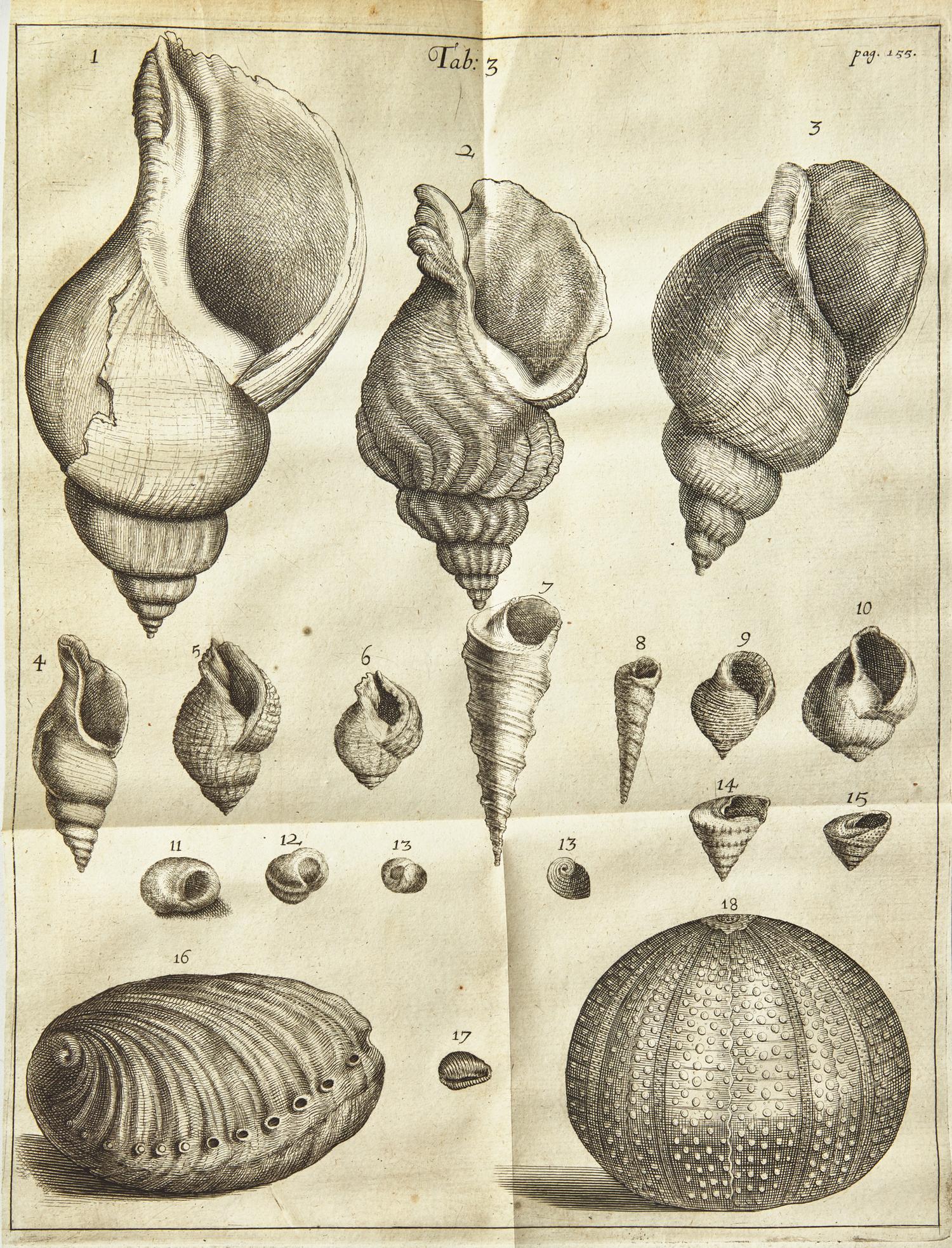 [Natural History] Lister, Martin. Historiae Animalium Angliae Tres Tractatus. Unus de Araneis. Alter de Cochleis...
