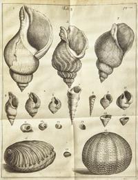 [Natural History] Lister, Martin. Historiae Animalium Angliae Tres Tractatus. Unus de Araneis. Alter de Cochleis...
