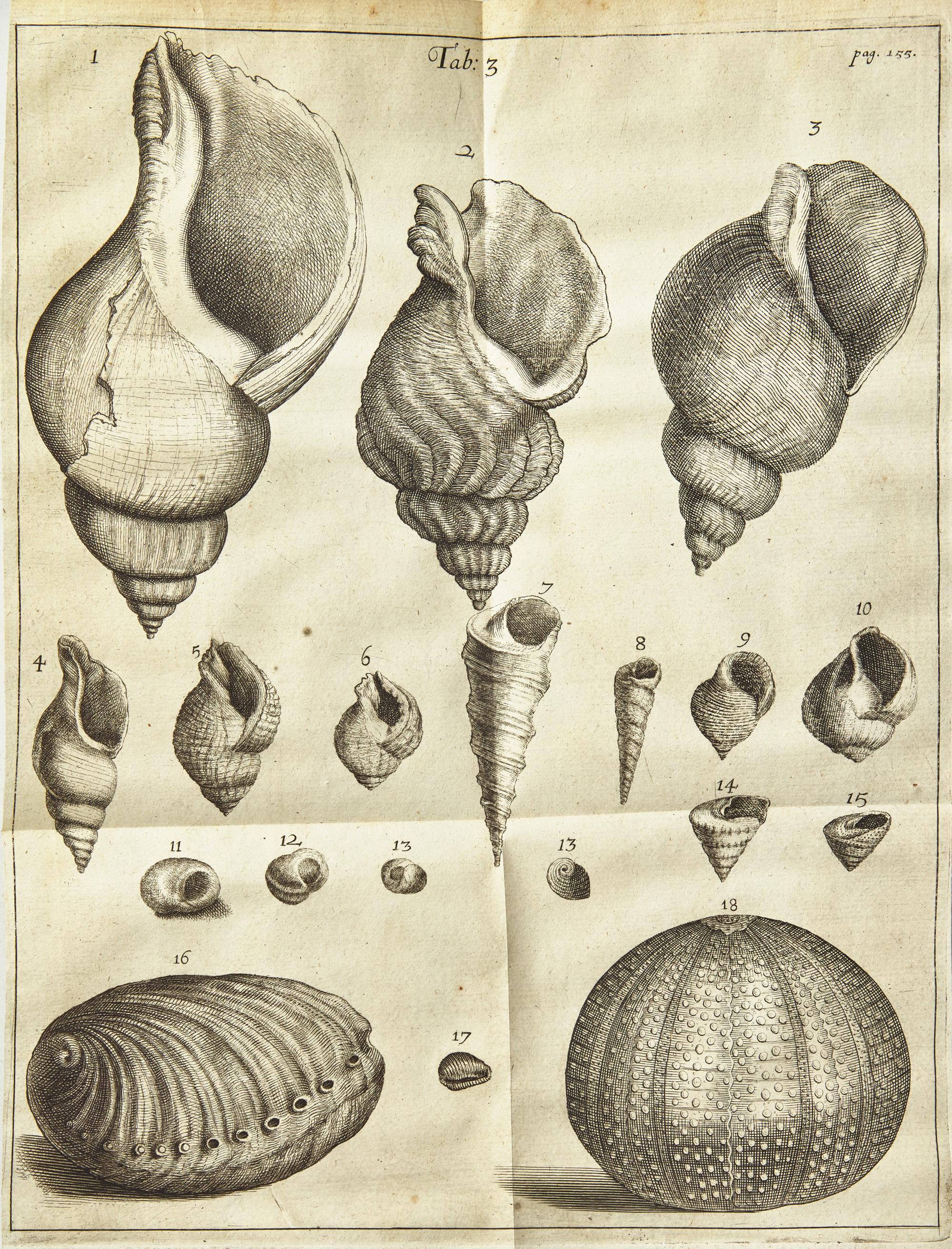 [Natural History] Lister, Martin. Historiae Animalium Angliae Tres Tractatus. Unus de Araneis. Alter de Cochleis...