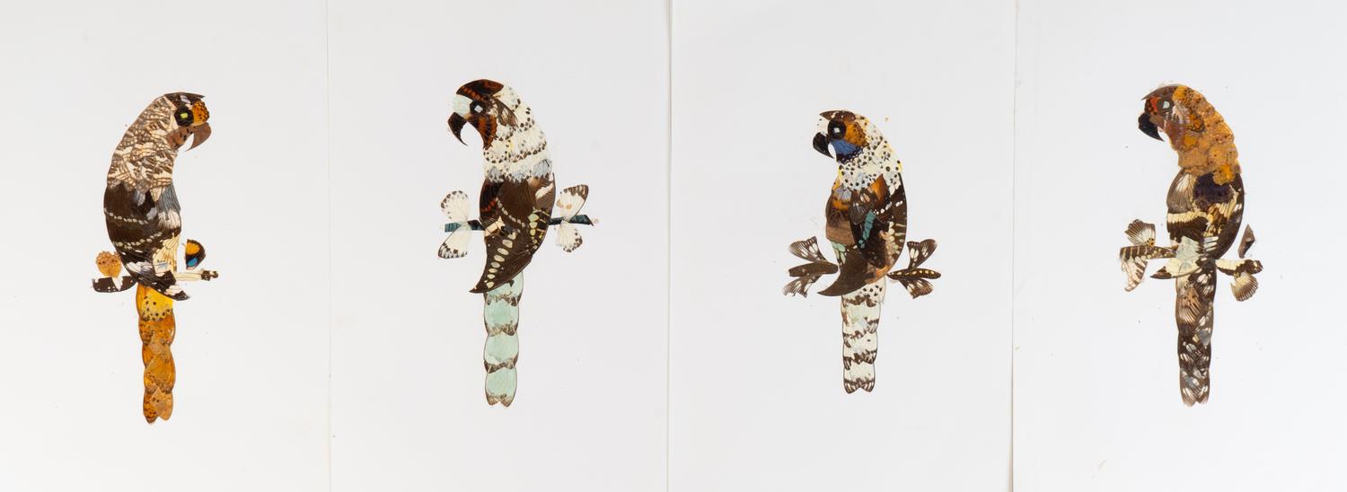 A Collection of Twelve Butterfly Wing Pictures