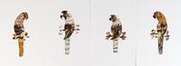 A Collection of Twelve Butterfly Wing Pictures