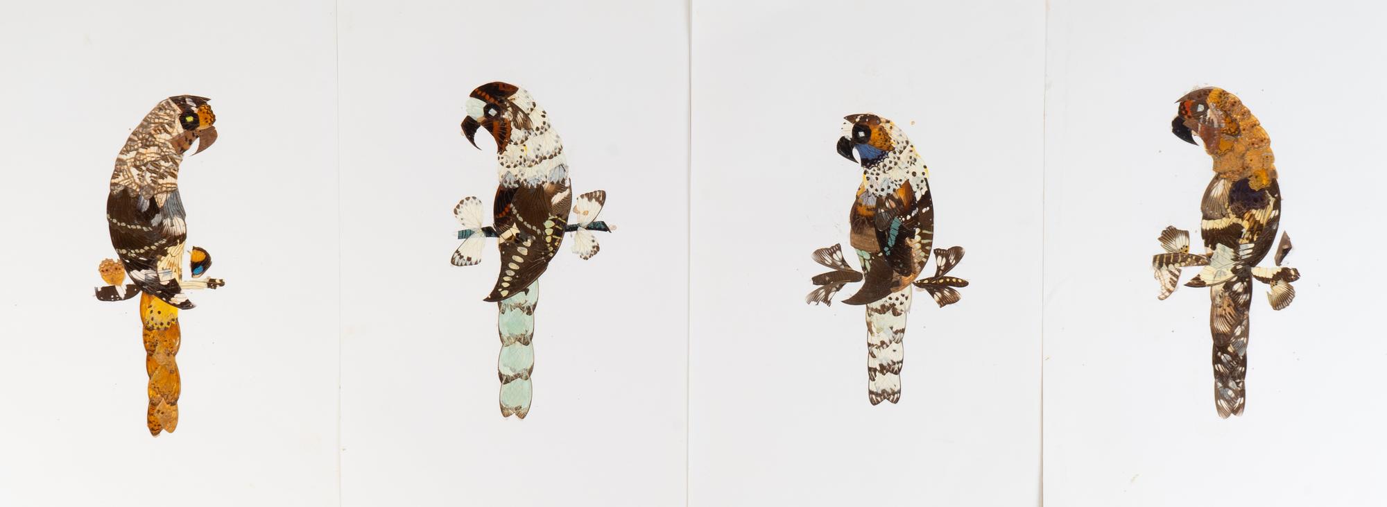 A Collection of Twelve Butterfly Wing Pictures