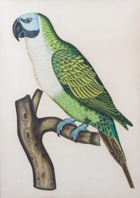 Attributed to La Roche (French, b. 1943) Two Works Depicting Galah Cockatoo and a Blue Headed Parrot