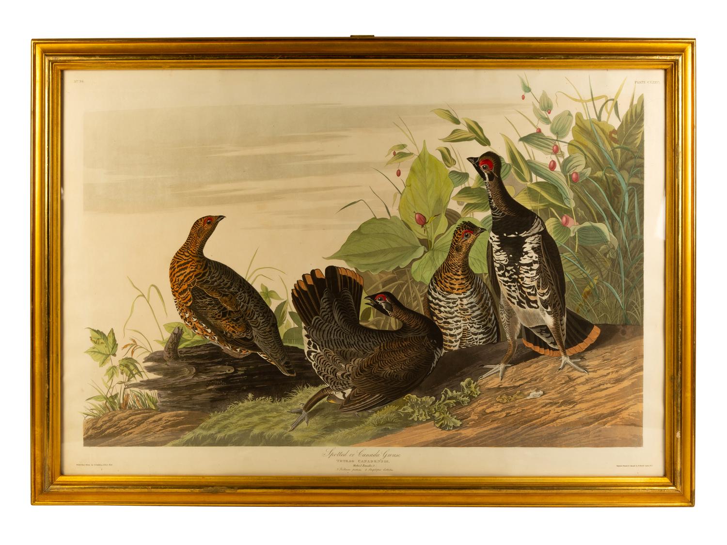 Spotted Grouse